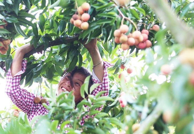 Litschi-Saison in Bac Giang - ảnh 3