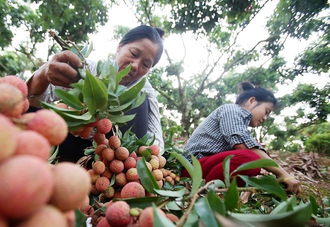 Litschi-Saison in Bac Giang - ảnh 4