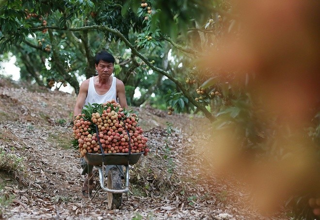 Litschi-Saison in Bac Giang - ảnh 5