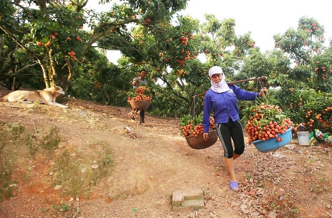 Litschi-Saison in Bac Giang - ảnh 6