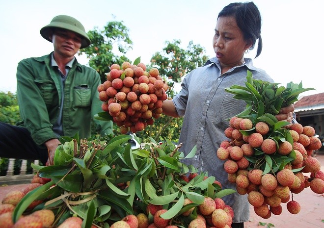 Litschi-Saison in Bac Giang - ảnh 8