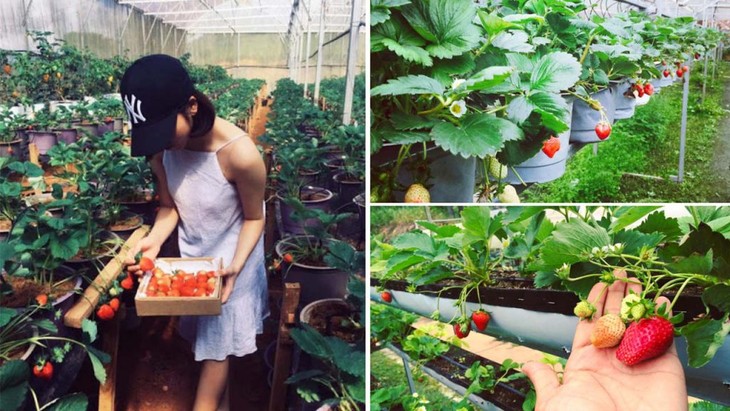 Naturverbundener Tourismus- einzigartiges aus der Lam-Dong-Provinz - ảnh 1