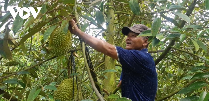 Durian aus Dong Thap Muoi ist offiziell Exportprodukt der Provinz Long An  - ảnh 1