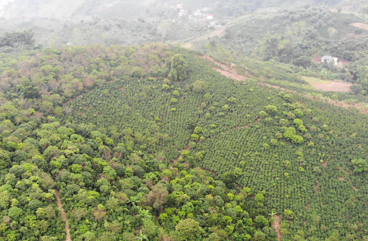 Verbesserung der Kaffeemarke aus Son La - ảnh 1