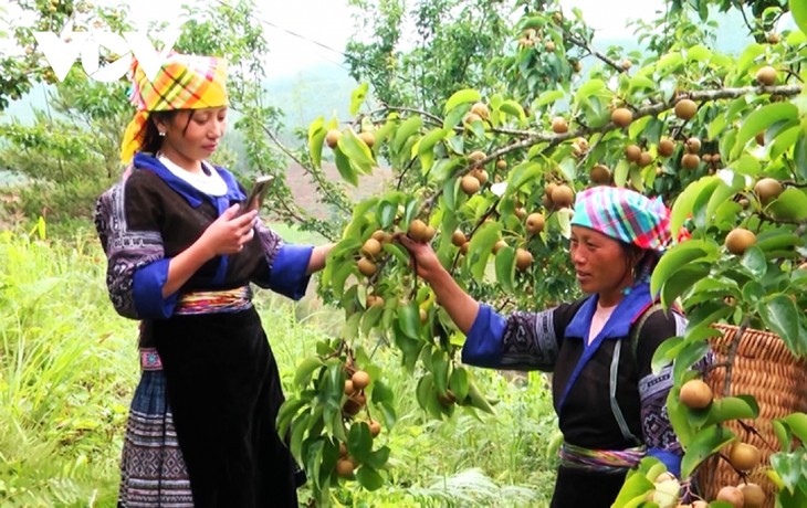 Digitalisierung hilft Bauern bei Produktion, Werbung und Verkauf - ảnh 1