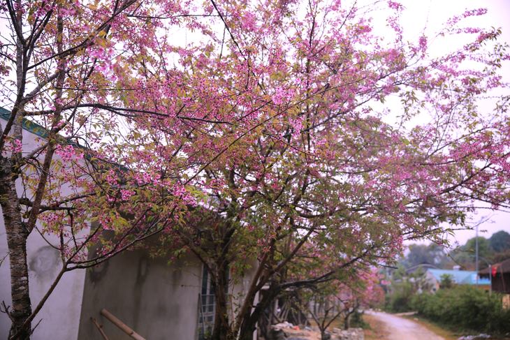 Erstmals To Day-Blumenfest in Mu Cang Chai - ảnh 1