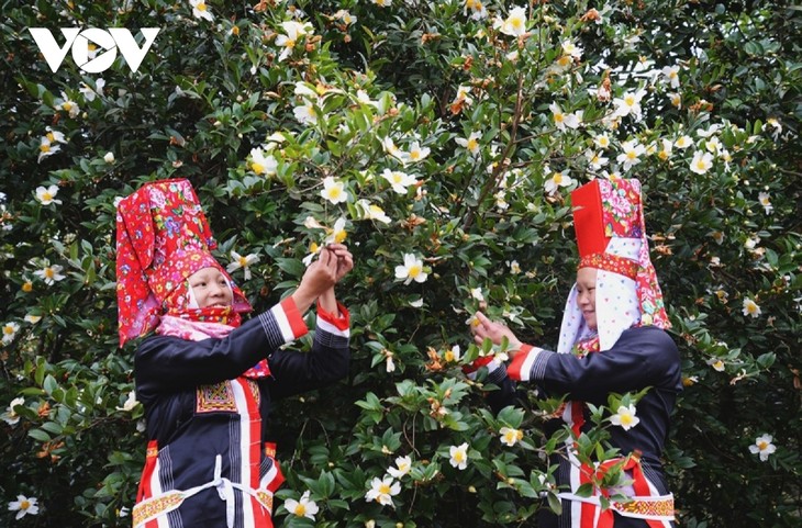 Das Fest der herbstblühenden Kamelie in Binh Lieu - ảnh 1