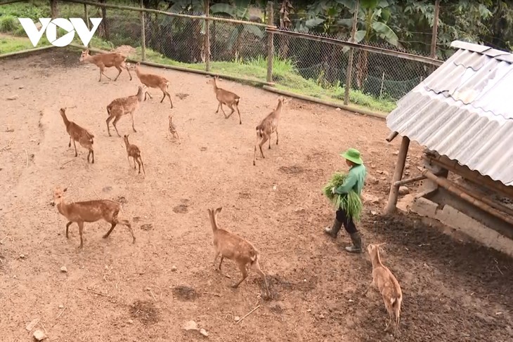 Kredithilfen für Zuchtmodelle der Bewohner in Lai Chau - ảnh 1