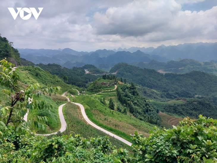 Das Kalkplateau in Ha Giang begrünen - ảnh 1