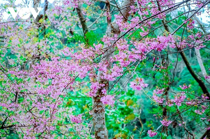 Blume, die den Frühling symbolisiert - ảnh 9