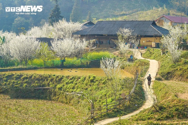 Plateau Ta Van Chu in der Blütezeit der weißen Pflaumenblüten - ảnh 12