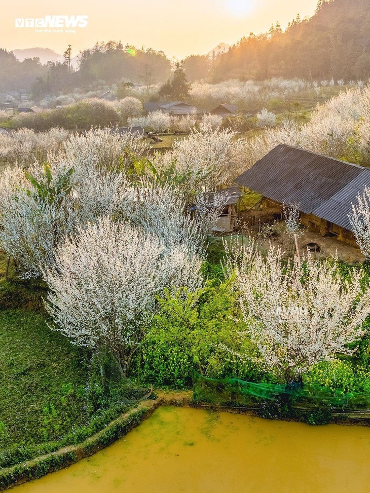 Plateau Ta Van Chu in der Blütezeit der weißen Pflaumenblüten - ảnh 6