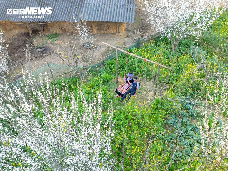 Plateau Ta Van Chu in der Blütezeit der weißen Pflaumenblüten - ảnh 7