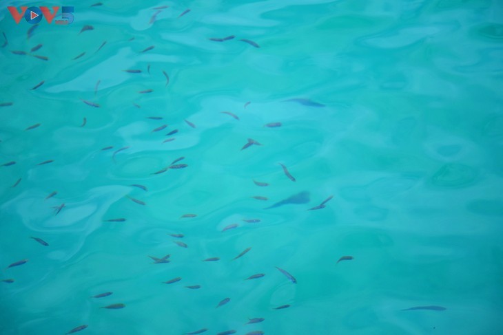 Thanh Lan-Insel – Verstecktes Juwel mitten im Meer - ảnh 8