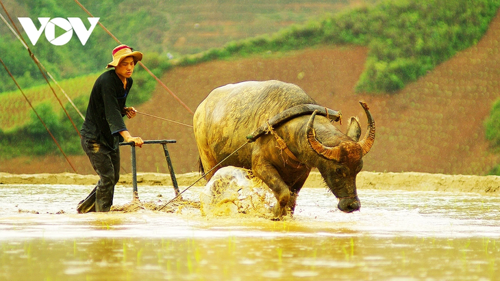 Entdeckung der Reisterrassen in Mu Cang Chai während der Wassersaison - ảnh 4