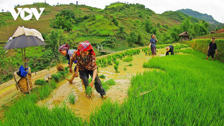 Entdeckung der Reisterrassen in Mu Cang Chai während der Wassersaison - ảnh 6