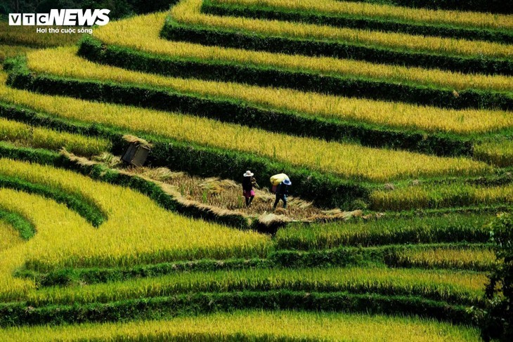 Die friedliche Reisernte im Dorf Hang Dang De in der Provinz Lao Cai - ảnh 7