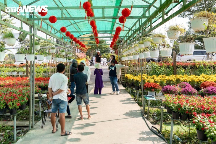 Das größte Blumenanbaugebiet des Südwestens in der Tet-Blumensaison - ảnh 12