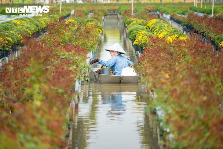 Das größte Blumenanbaugebiet des Südwestens in der Tet-Blumensaison - ảnh 7
