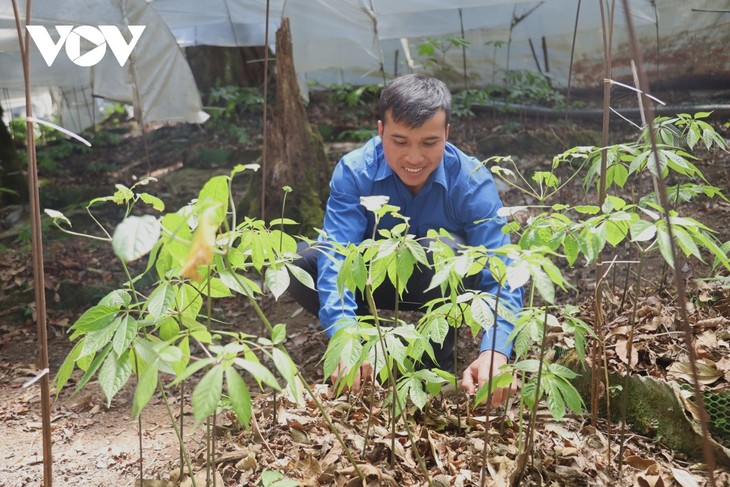 3.000 Ngoc-Linh-Ginseng-Setzlingen an Jugendliche in entlegenen Regionen - ảnh 1