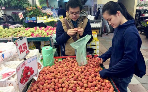 10多万吨越南荔枝出口到澳大利亚市场 - ảnh 1