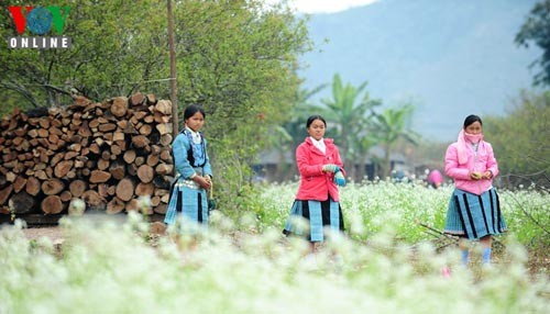 Die Mong in Moc Chau feiern das Neujahrsfest - ảnh 2