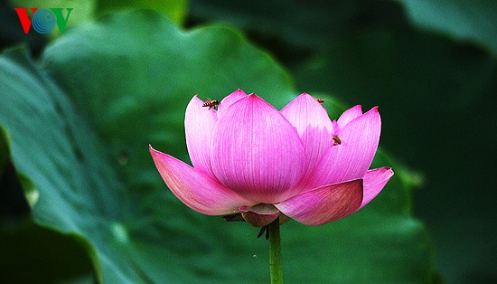 Lotus im Westsee am frühen Morgen - ảnh 10