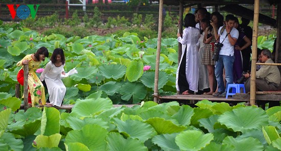 Lotus im Westsee am frühen Morgen - ảnh 6