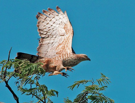 Das Dong Nai-Biosphärenreservat: wertvolle Perle der Natur - ảnh 1