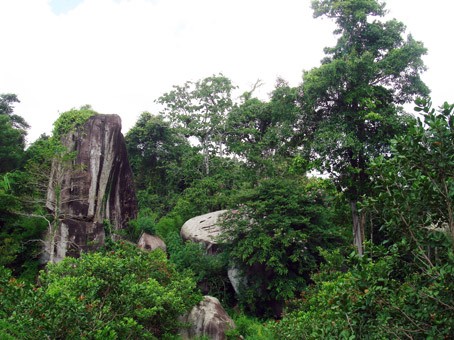 Das Dong Nai-Biosphärenreservat: wertvolle Perle der Natur - ảnh 2