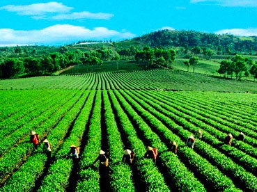 Demokratische Entwicklung bei der Neugestaltung ländlicher Räume in Lam Dong - ảnh 1