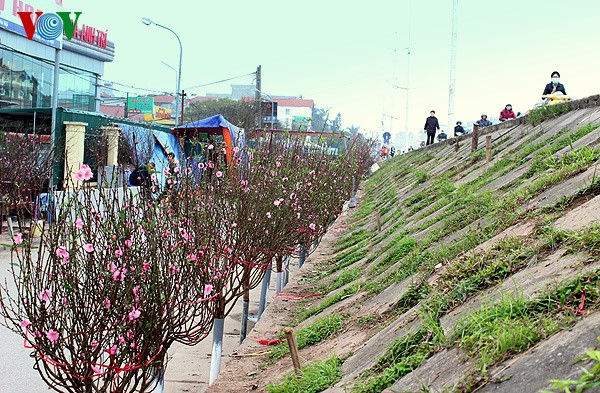 Nhat Tan-Pfirsich auf Straßen in Hanoi verkauft - ảnh 10