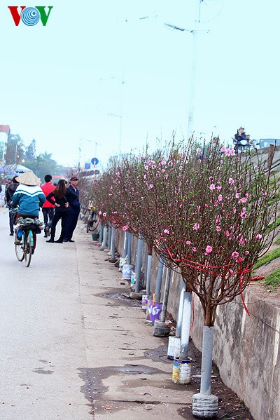 Nhat Tan-Pfirsich auf Straßen in Hanoi verkauft - ảnh 11