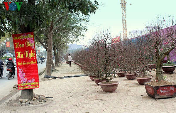 Nhat Tan-Pfirsich auf Straßen in Hanoi verkauft - ảnh 14