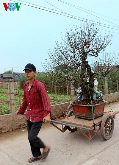 Nhat Tan-Pfirsich auf Straßen in Hanoi verkauft - ảnh 6