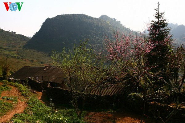 Frühlingsblüten auf dem Karstplateau Dong Van - ảnh 4