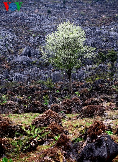 Frühlingsblüten auf dem Karstplateau Dong Van - ảnh 5