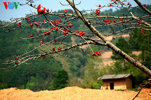 Frühlingsblüten auf dem Karstplateau Dong Van - ảnh 9