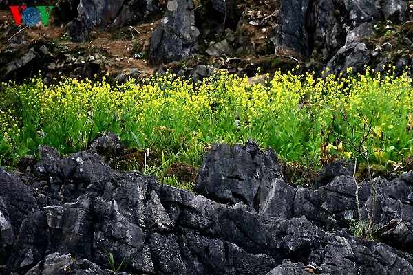 Frühlingsblüten auf dem Karstplateau Dong Van - ảnh 11