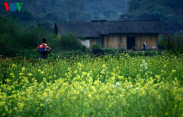 Frühlingsblüten auf dem Karstplateau Dong Van - ảnh 12