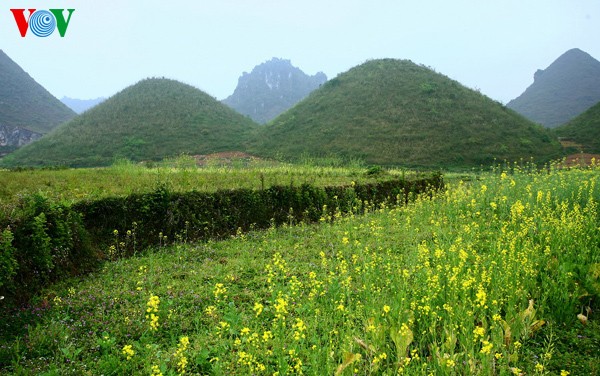 Frühlingsblüten auf dem Karstplateau Dong Van - ảnh 13