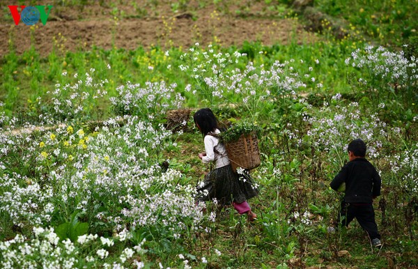 Frühlingsblüten auf dem Karstplateau Dong Van - ảnh 14