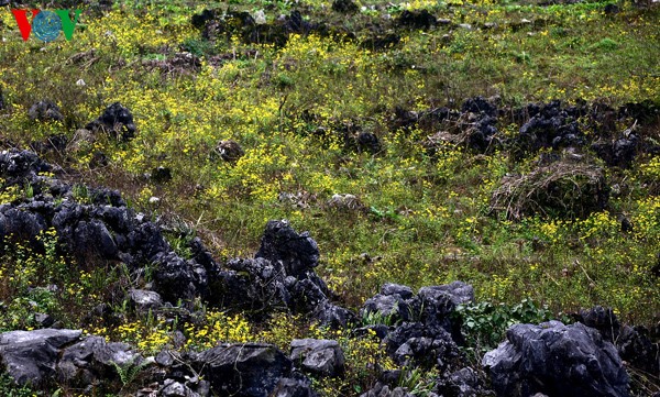 Frühlingsblüten auf dem Karstplateau Dong Van - ảnh 15