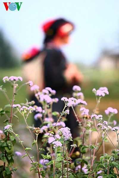 Frühlingsblüten auf dem Karstplateau Dong Van - ảnh 16