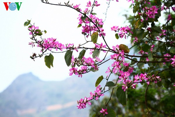 Frühlingsblüten auf dem Karstplateau Dong Van - ảnh 18