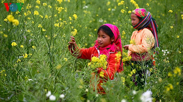 Frühlingsblüten auf dem Karstplateau Dong Van - ảnh 20