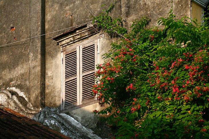 Altstadt von Hoi An und Begrünung - ảnh 10