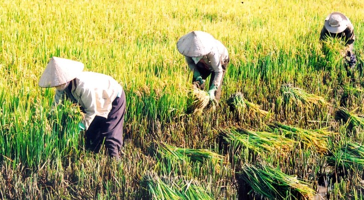 Fast 1200 Delegierte nehmen an Landeskonferenz des Bauernverbands teil - ảnh 1