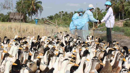 Forderungen des Premierministers zum Kampf gegen Vogelgrippe - ảnh 1