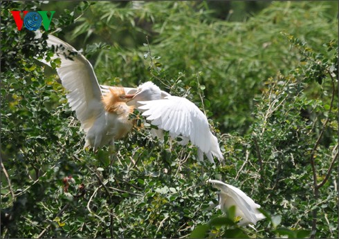 Störche-Garten Bang Lang – Symbol der Naturlandschaft im Süden - ảnh 13